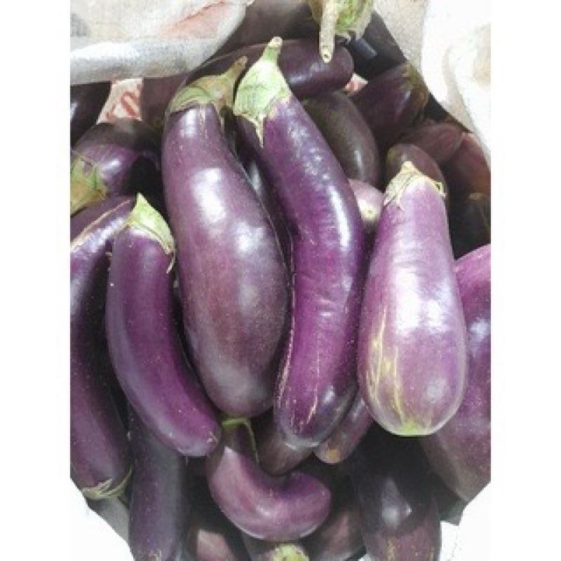 

terong ungu segar 1 kg