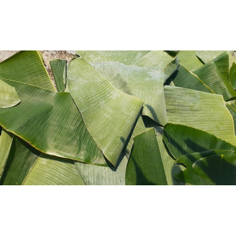 

daun pisang batu lebar jual /200 grm