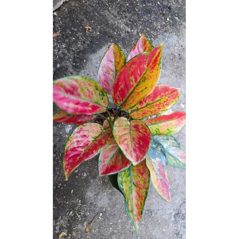 Aglonema heng heng murah rimbun