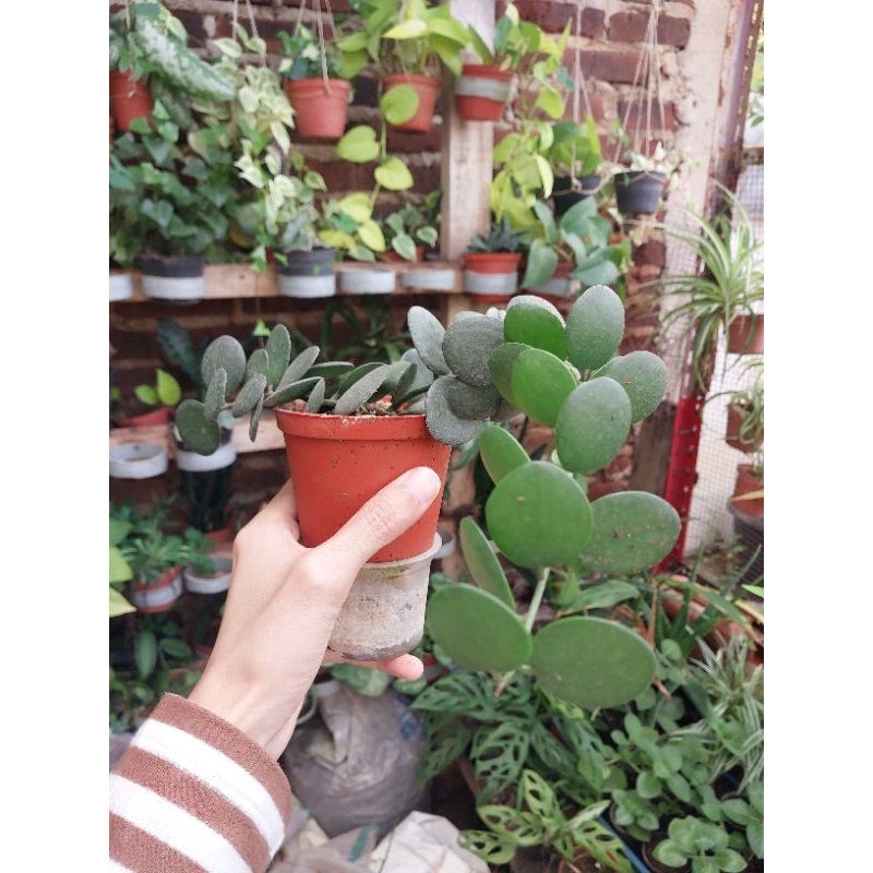 Bibit Tanaman Unik Koin Silver Dollar Plant Xerosicyos danguyi