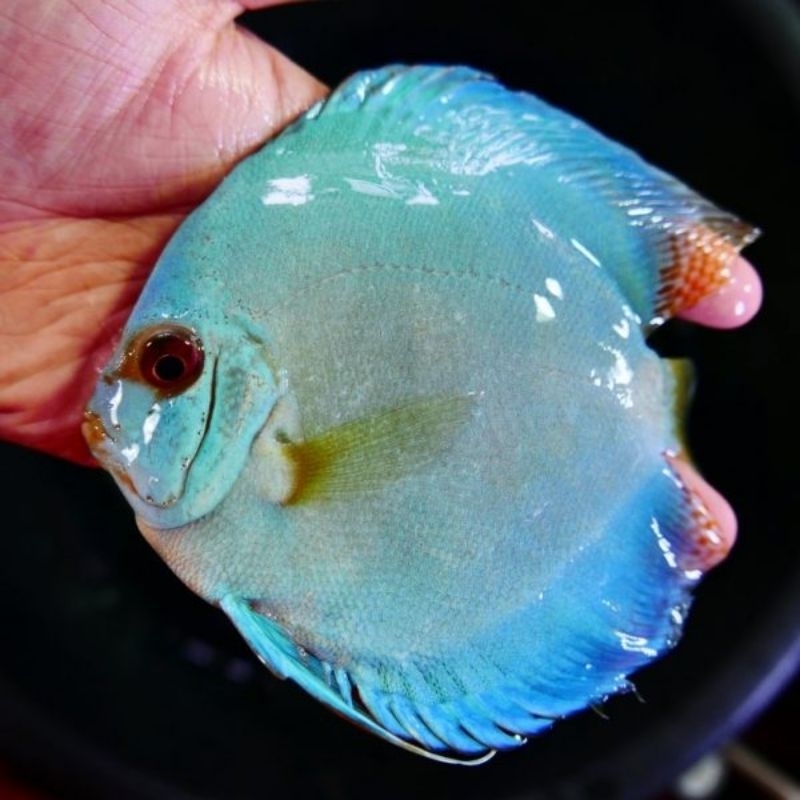 Classic Blue Discus Aquarium