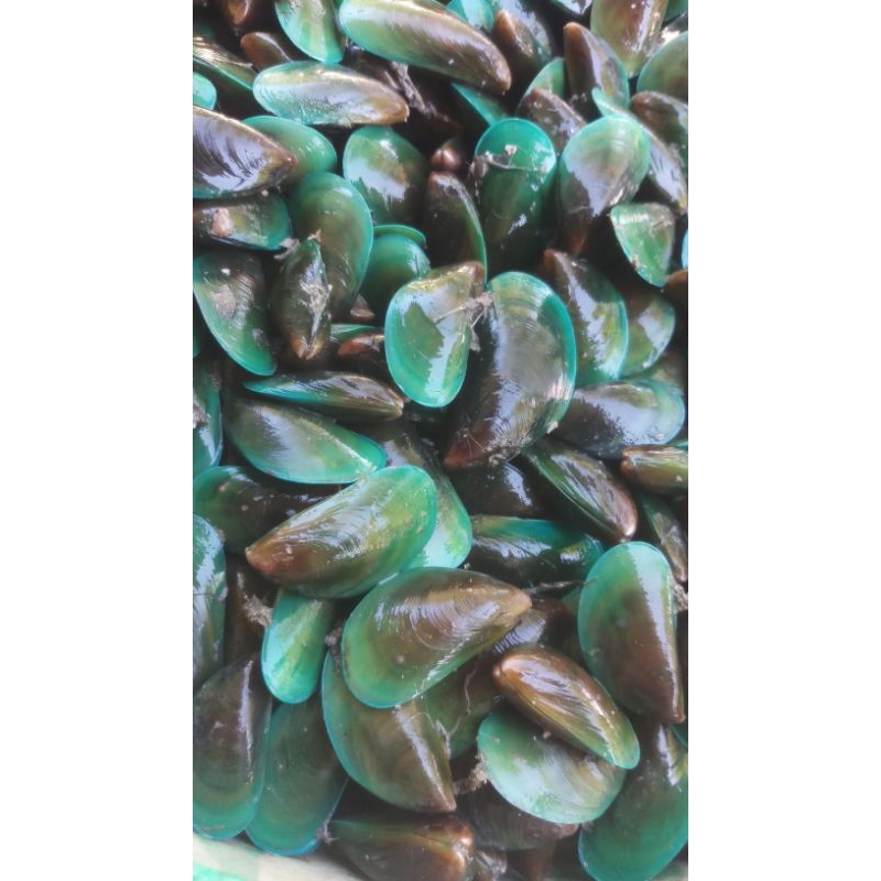 

kerang hijau segar