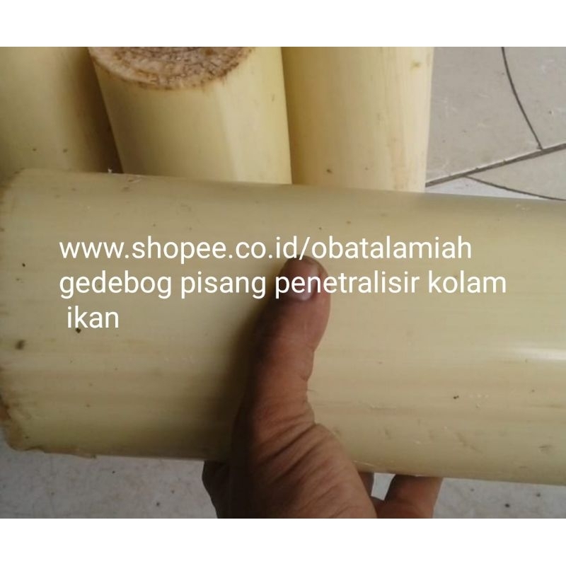 GEDEBOG PISANG