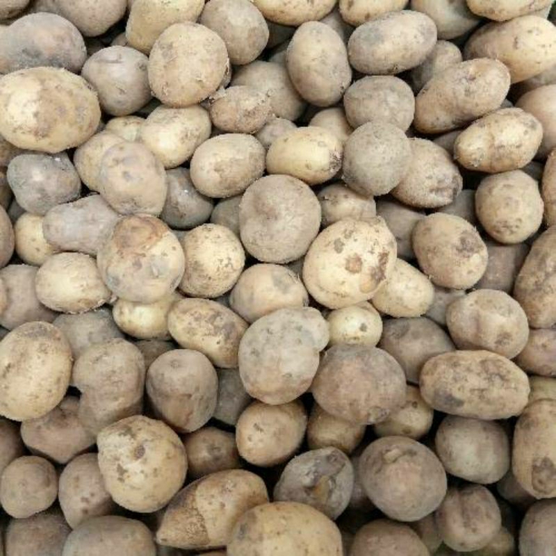 

Kentang Dieng Kecil 500gr