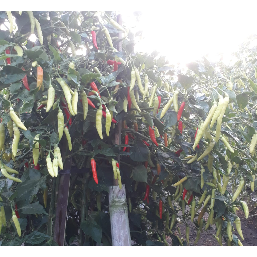 ID BENIH CABE RAWIT ANJASMARA 10 GRAM CAP BUNGA MATAHARI LEBAT PEDAS PANJANG