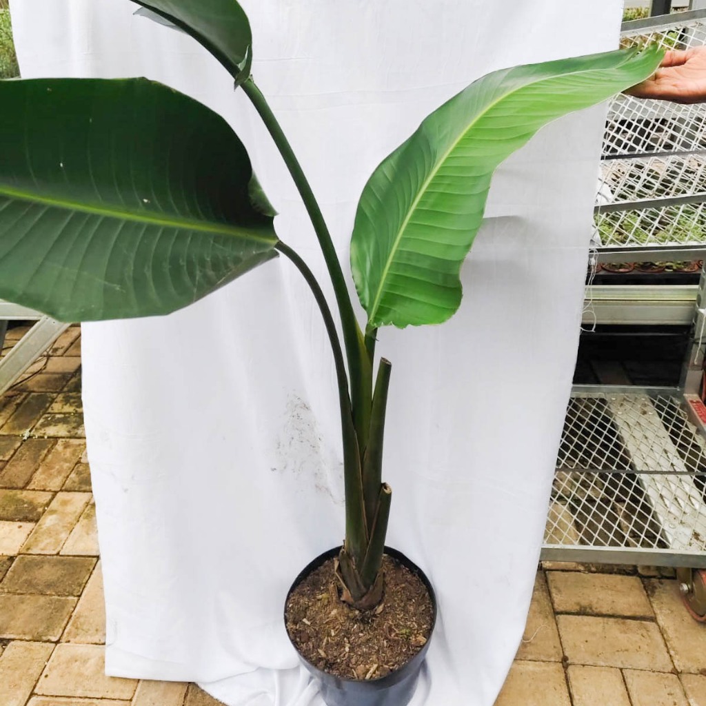 Tanaman hias bunga hias tanaman bird of paradise regina single