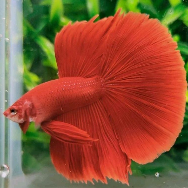 Ikan Cupang Halfmoon Rosetaile Warna Super Red Ukuran L+ Top Grade