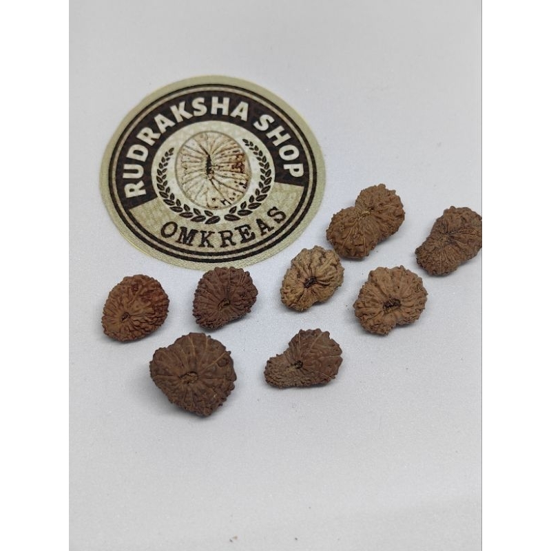 Rudraksha mukhi 17 , medium quality  b