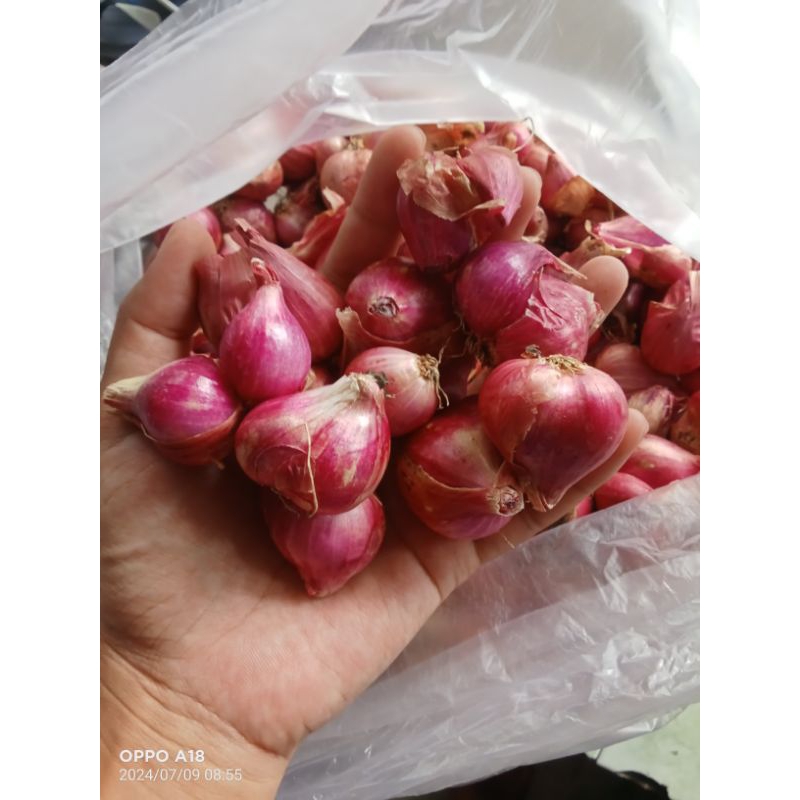 

Bawang merah super kering dan besar besar kapasitas 1/2 kg