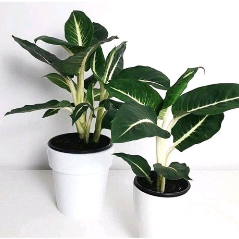 Tanaman Hias Aglonema Blanceng Neon / Aglonema Hijau Bunga Hias Hidup