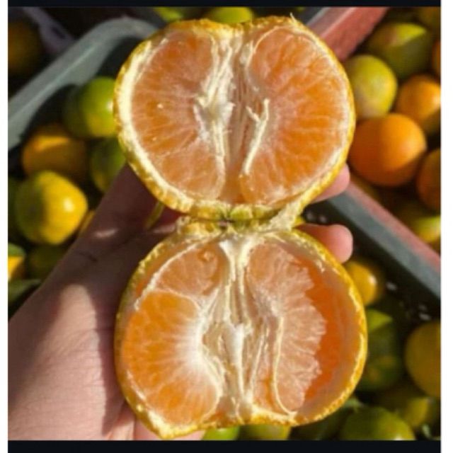 

Buah Jeruk Siem Madu Malang Manis 1kg/melayani gosend instant