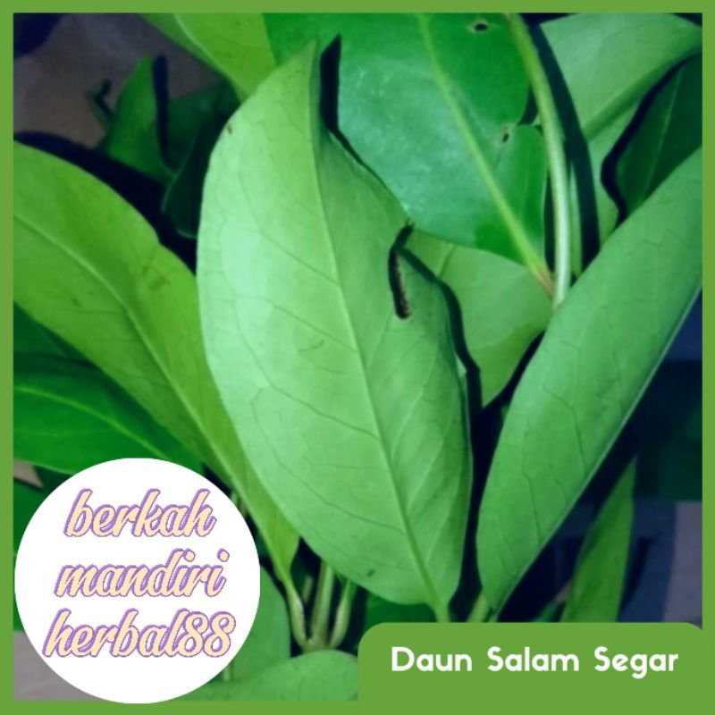 

daun salam segar bumbu dapur pilihan/200 pcs