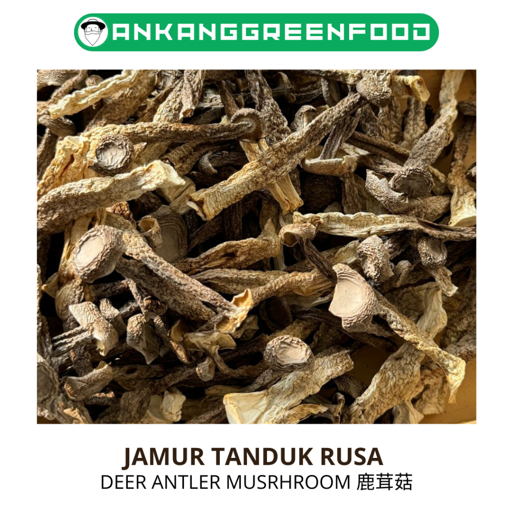 

Banikko76 [250-500Gr] Jamur Tanduk Rusa, Velvet Mushroom,