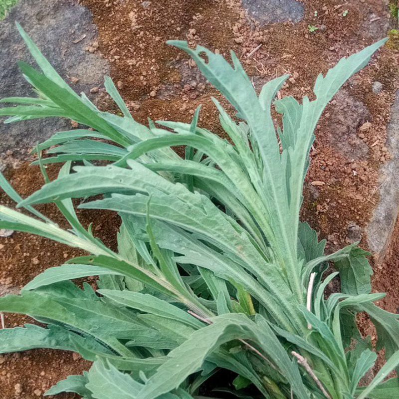 

daun Jalantir/ sintrong fresh 500 gram daun herbal alami