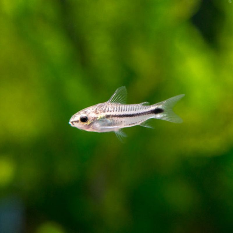 Corydoras Pygmy