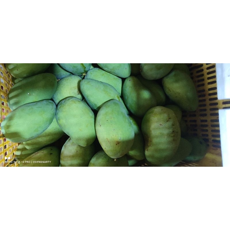 

mangga_harumanis_muda