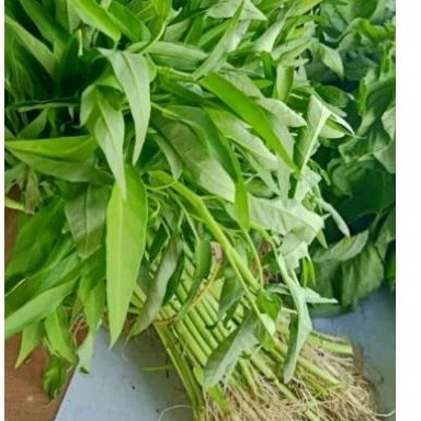 

Kangkung segar 1ikat
