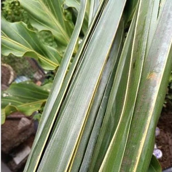

daun kelapa tua/100 pcs