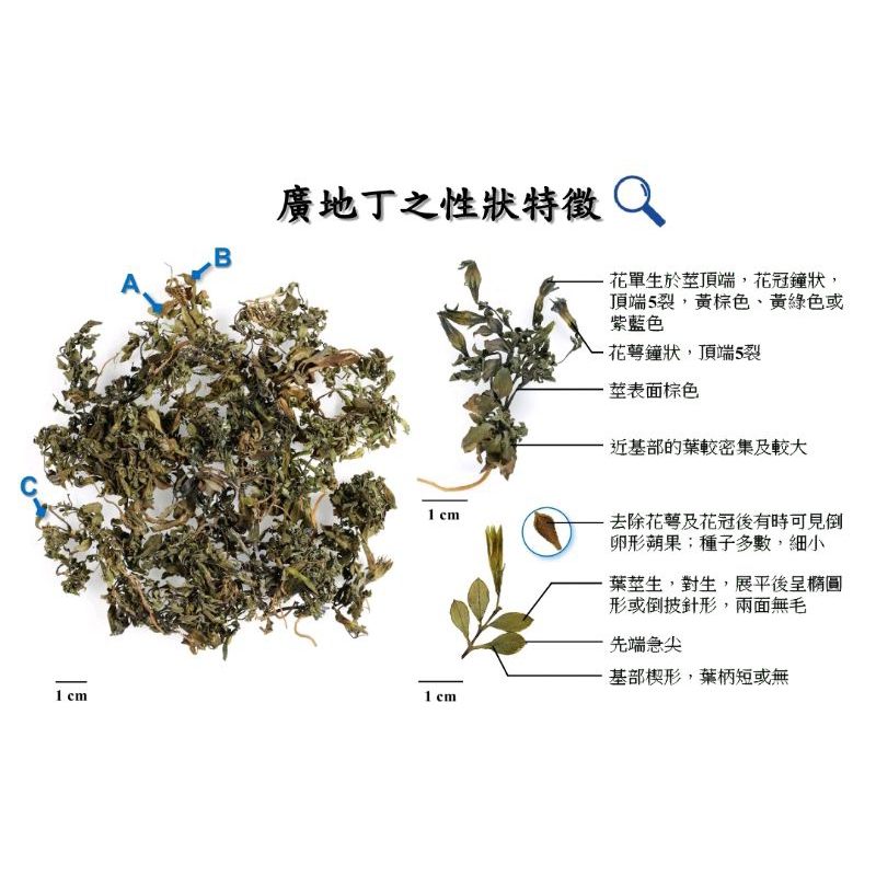 

600 G GR GRAM 广地丁草 GUANG DI DING CAO HERBA GENTIANA LOUREIRI