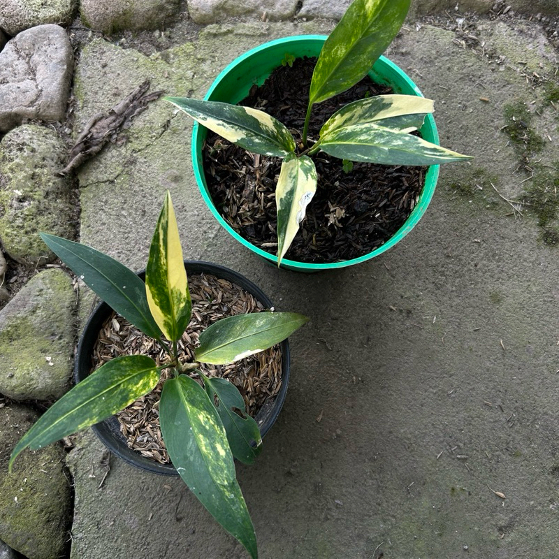 anthurium Plowmanii Variegata l gelombang cinta variegata