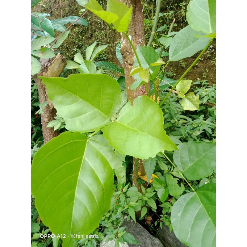 

daun dadap segar langsung petik per lembar[ 50 ]