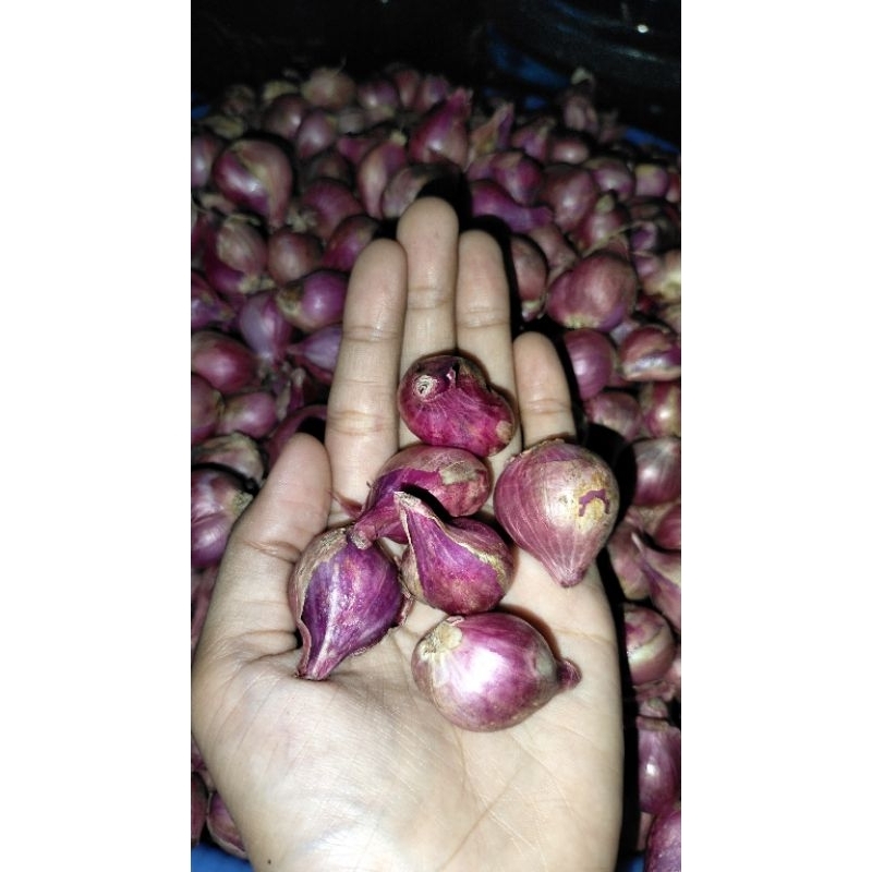 

Bawang Merah JUMBO 1/2Kg