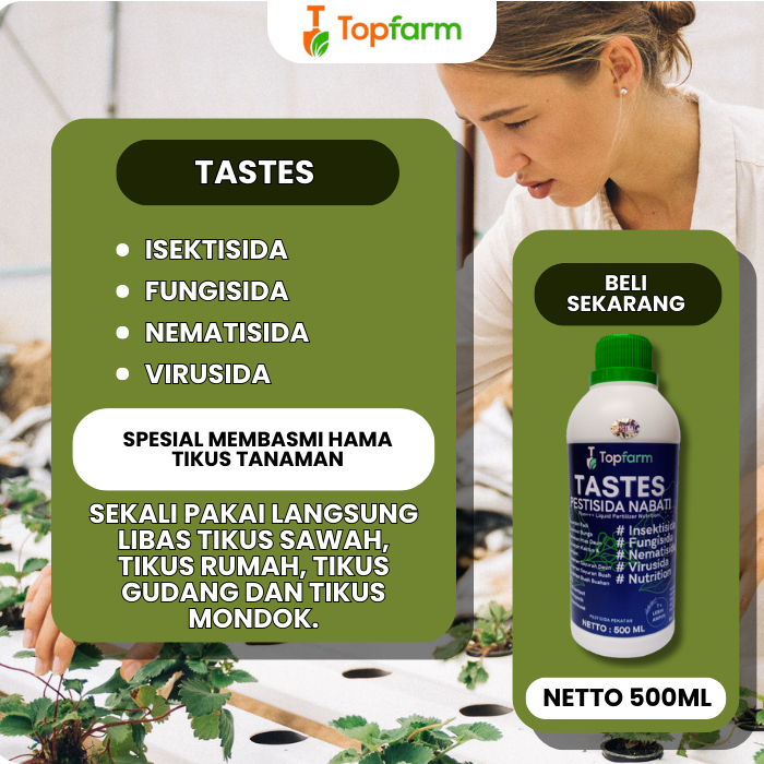 Obat Hama Tikus Sawah Ampuh / Obat Hama Tikus Semprot / Obat Hama Tikus Padi Sawah / Obat Hama Tikus