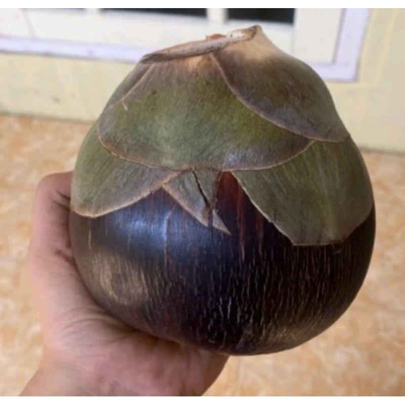 

Buah Lontar Khas Tuban Super Seger,Super Muda,Dan Super kenyal(Ksegaran Tahan 15 Hari)