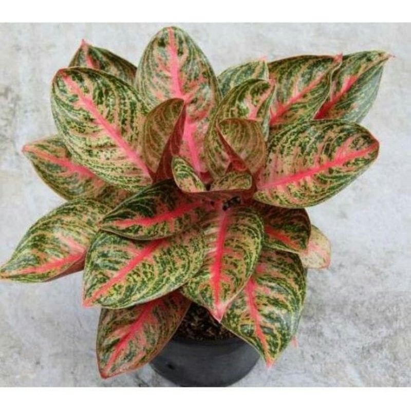 tanaman hias aglonema anakan Widuri lilin