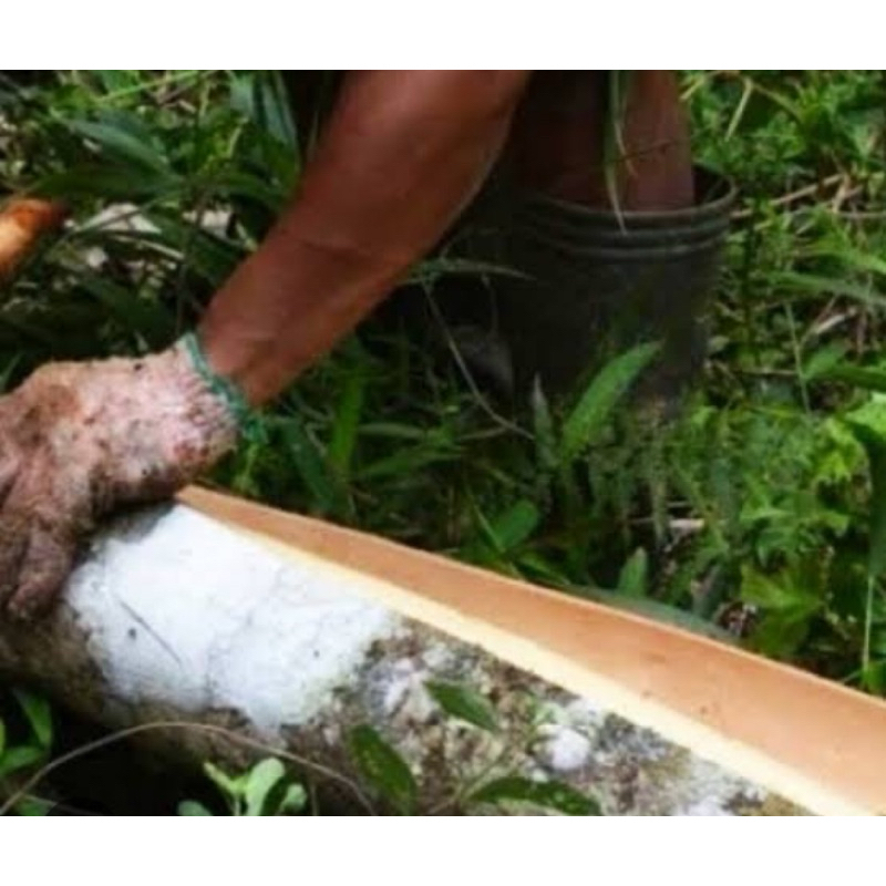 

Jual kulit pohon kemiri segar 1 kg fresh-az