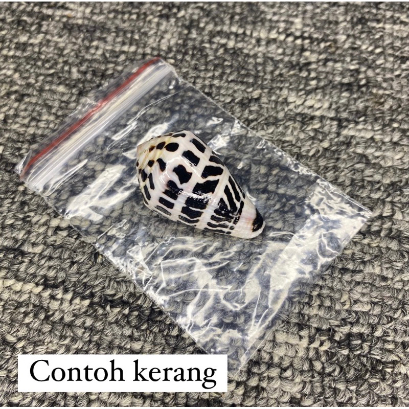 CONUS EBRAEUS