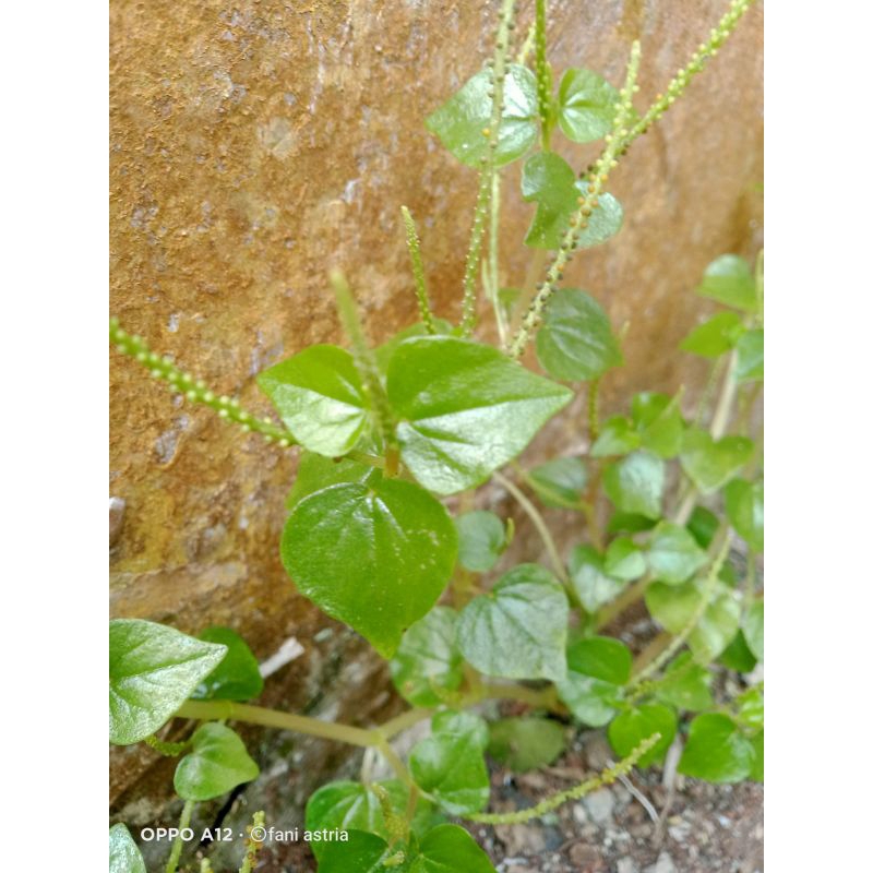 

daun sirih cina segar 500gram