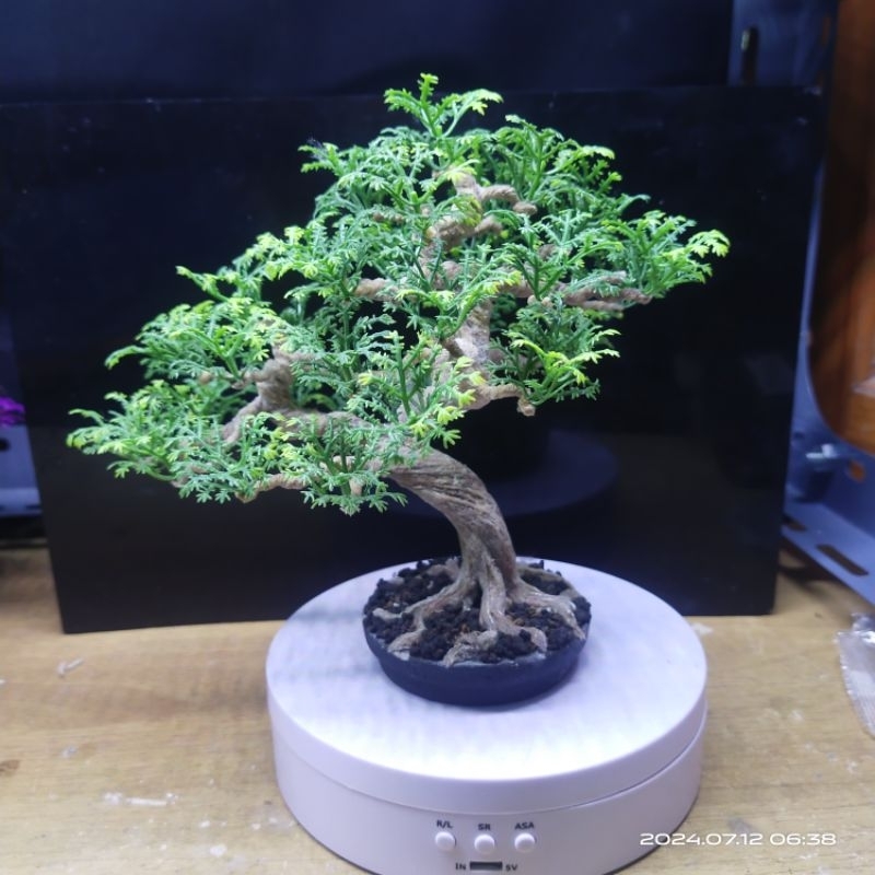 Bonsai Daun Plastik Hiasan Aquarium Awet