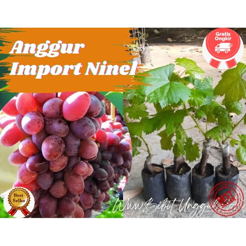 Bibit Anggur Import hasil grafting/Paket 3 Bibit