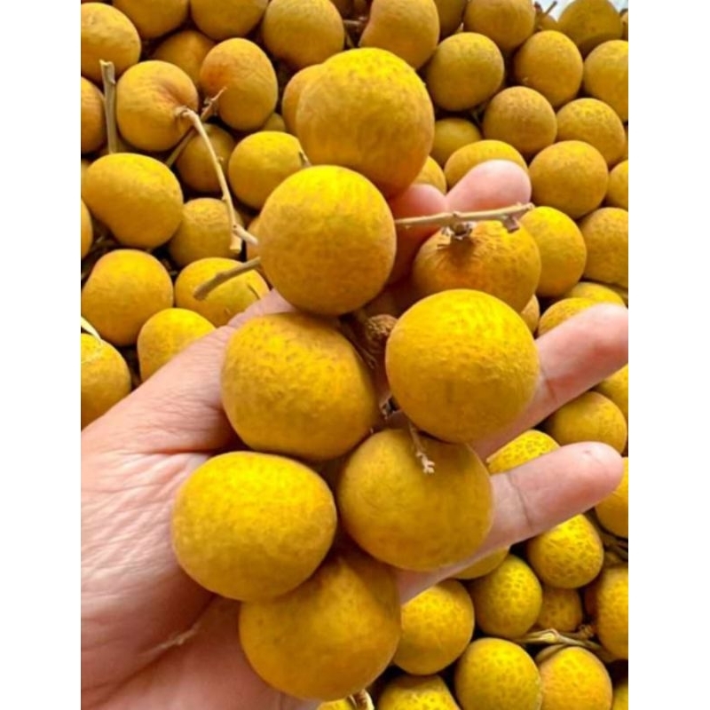 

LENGKENG BANGKOK GOLD 1 KG