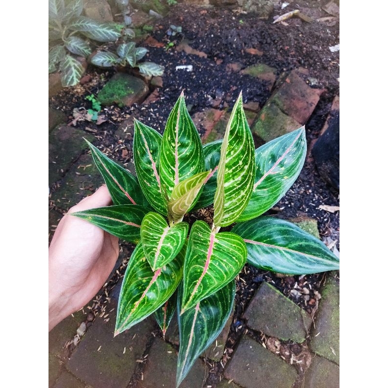 Aglonema legacy merah tanian lokal