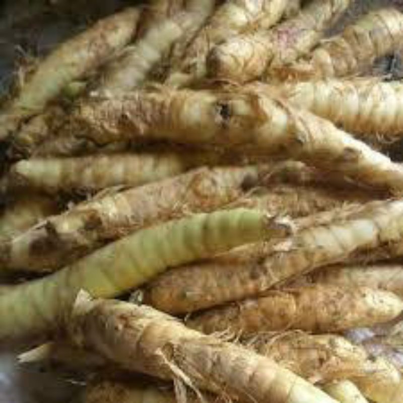 

ubi sagu,ubi Garut/1kg