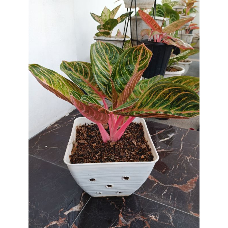 Aglaonema (Aglaonema) Rinjani JUMBO