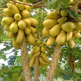 Bibit Benih Buah Pepaya Kuning (1 Butir)