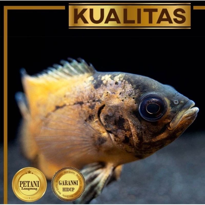 Paket Baby (isi 5) ekor Oscar Paris Tembaga Ikan Hias Predator