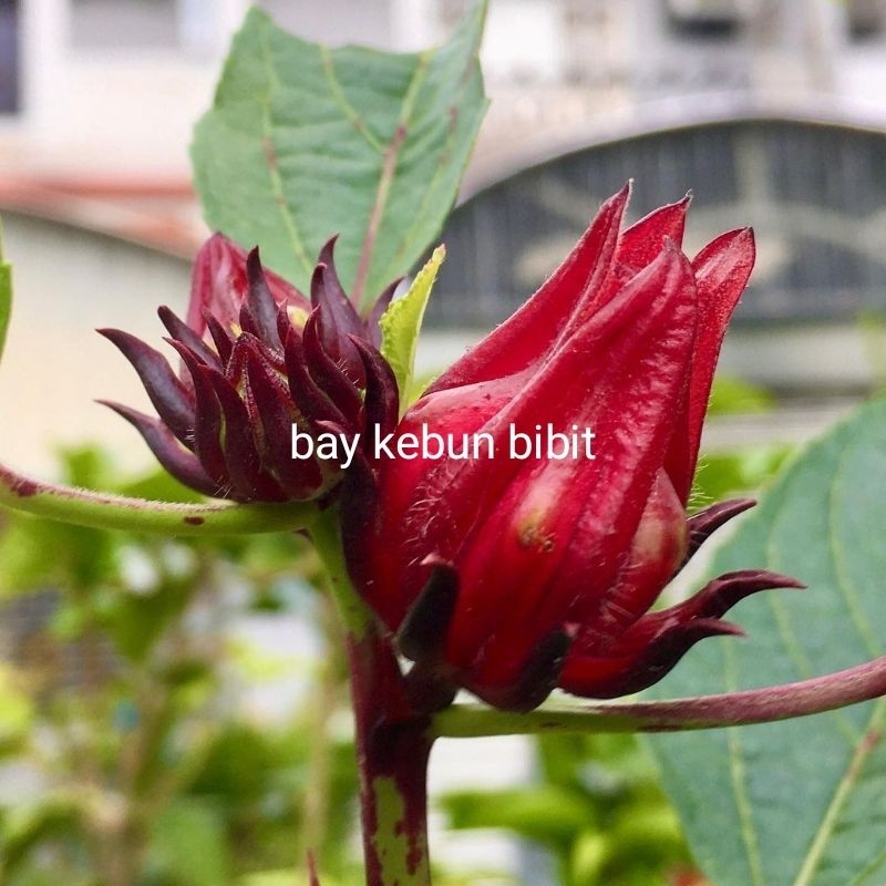 tanaman herbal rosela / teh rosela