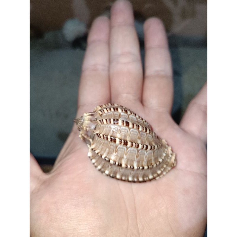 cangkang brown harpa