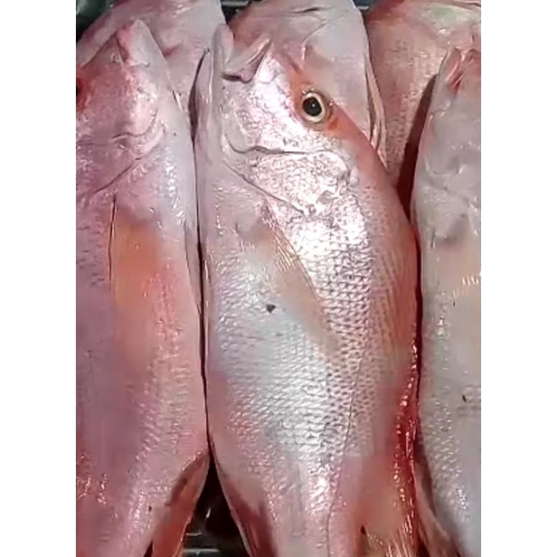 

Ikan Kakap Merah Segar 1kg