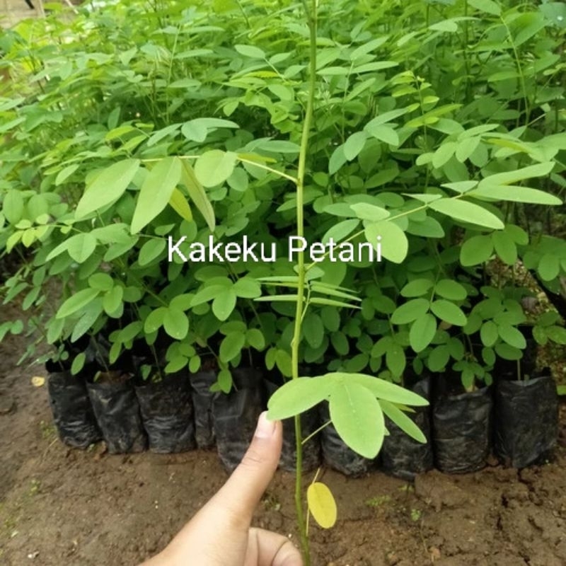 BIBIT INDIGOFERA PAKAN TERNAK