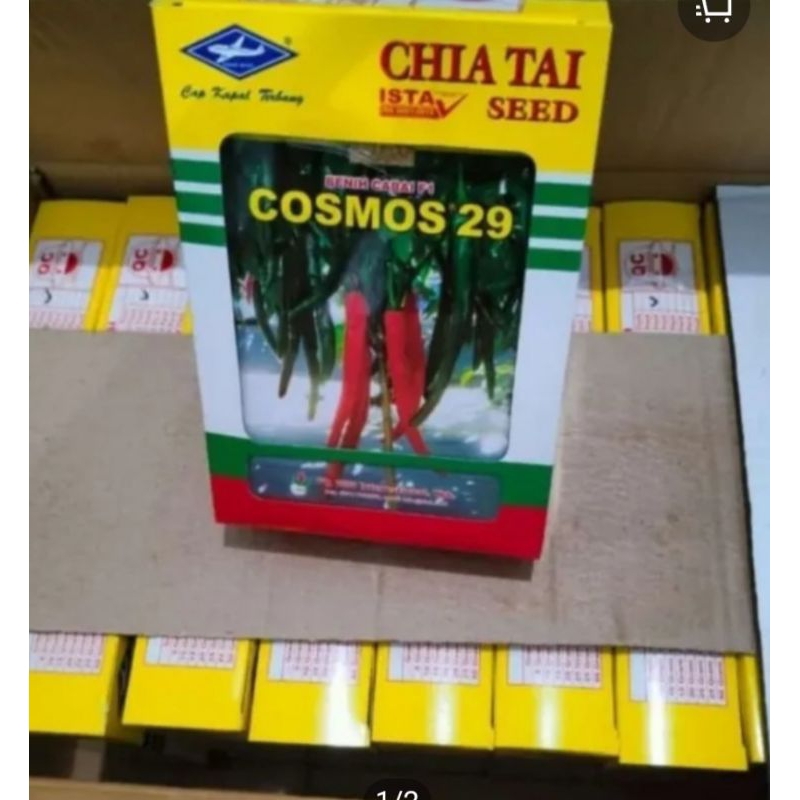 bibit cabai besar cosmos 29