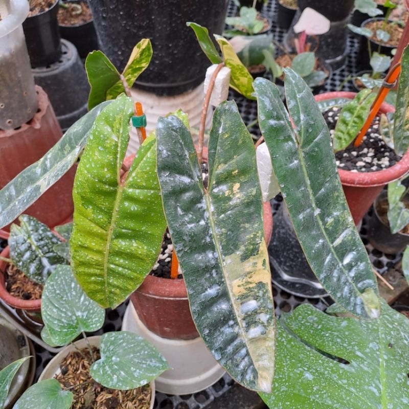 Philodendron Billietiae Varigata