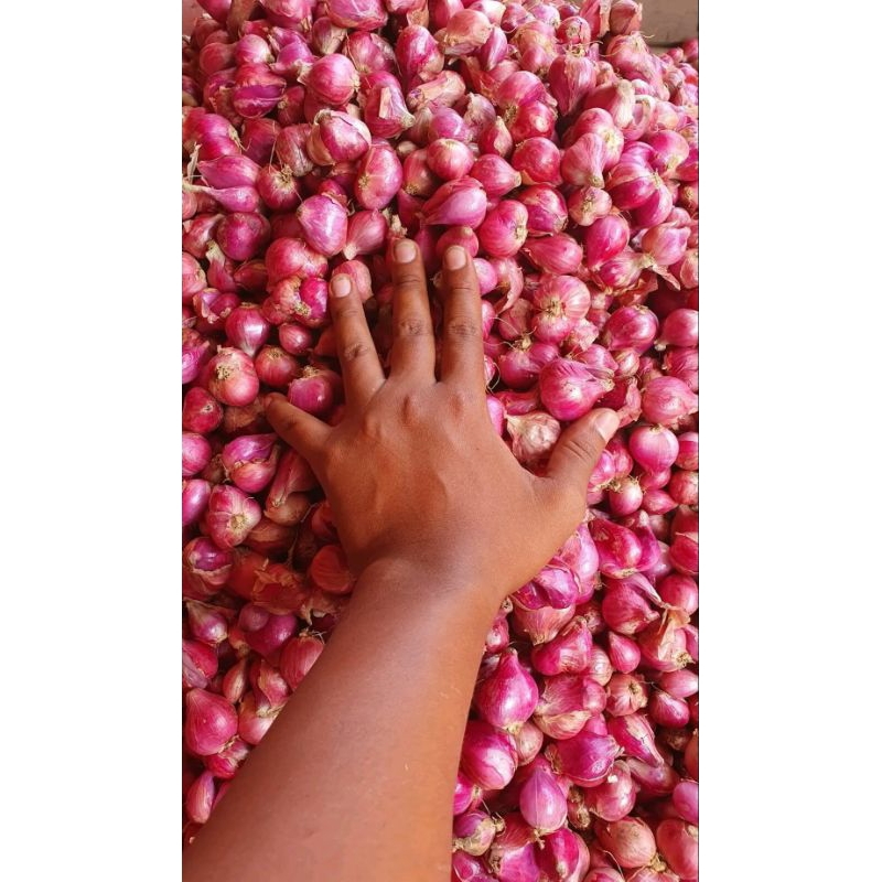 

Bawang Merah Murah Paket 2 Kg