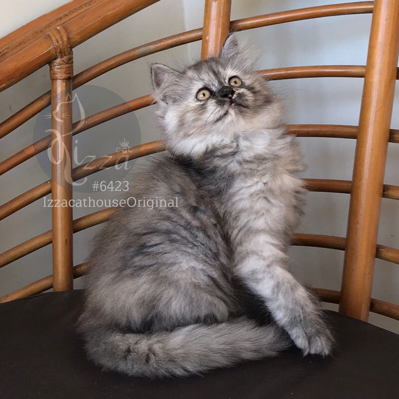 makanan kucing Mainecoon silver black gemuk lucu karakter manja