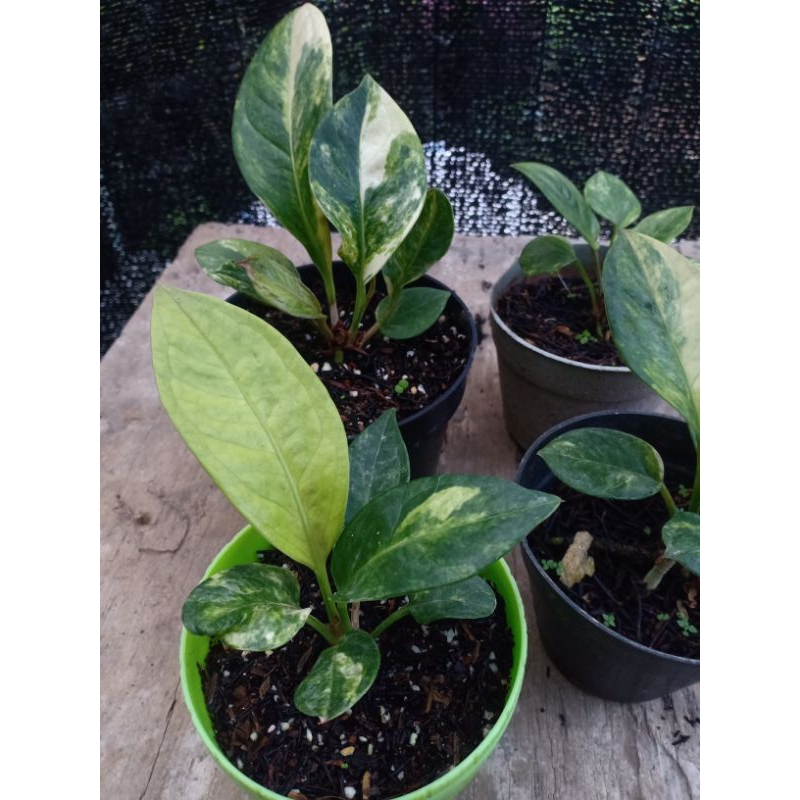 Anthurium jemani varigata