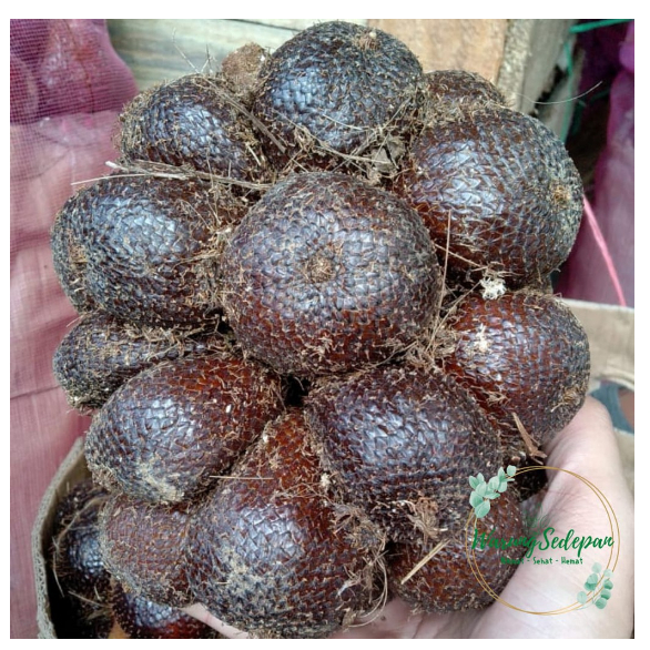 

Salak Pondoh per kg Salak Enak Khas indonesia